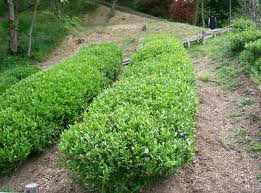 green tea,  tea plant, tea shrub, tea tree